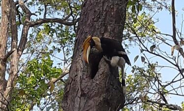 Corbett Bird Watching Tour